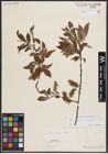 Foto von Salix caprea L. x Salix silesiaca Willd.